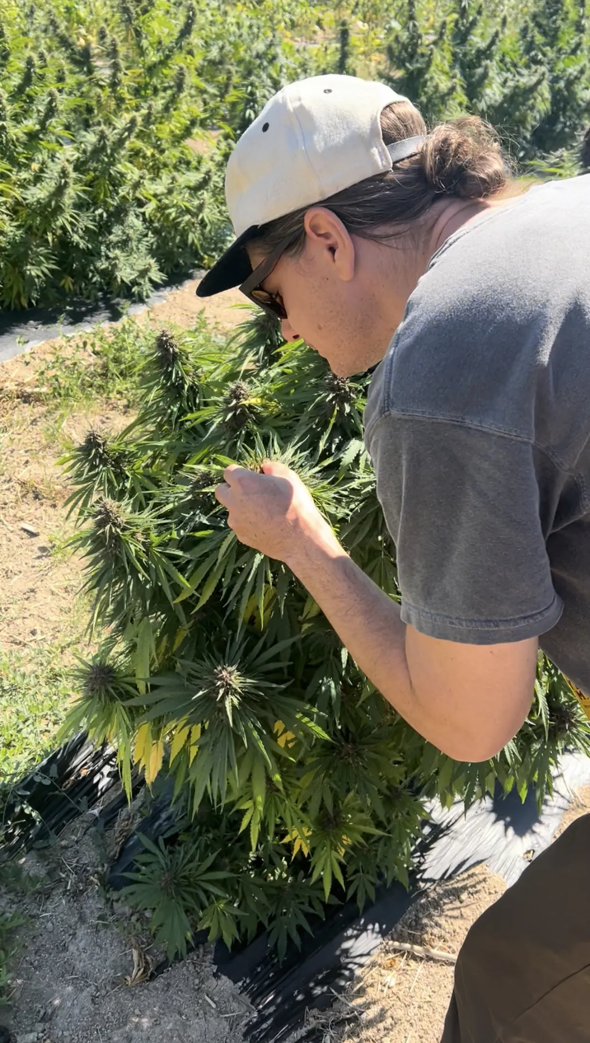 Farm to Cart: How We Source Our Flower — Alive & Well Cannabis Blog